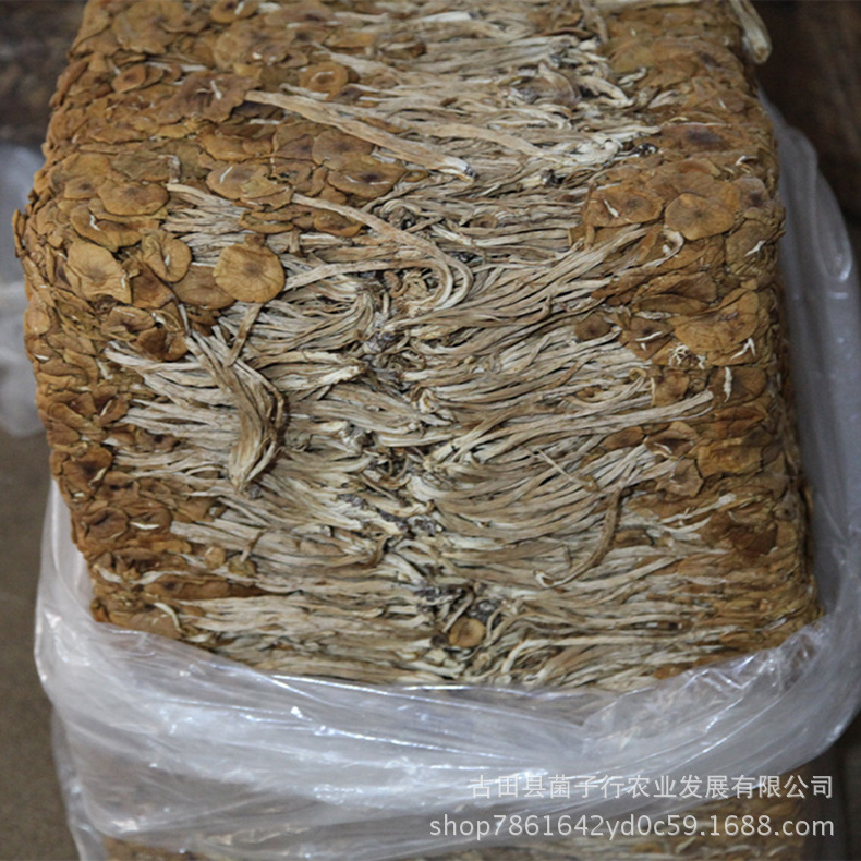 茶树菇6拷贝