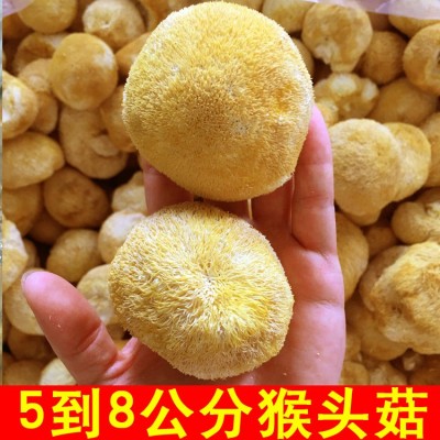 古田猴头菇干货500g 干猴头菇古田特产批发产地食用菌菇图2