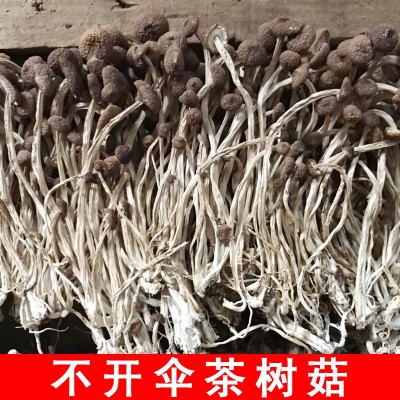 福建干茶树菇批发茶树菇茶树菇干货散装原产地直销批发 500g图2