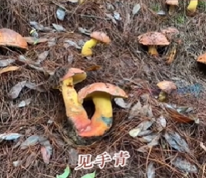 ​云南有900多种野生食用菌，您最爱的是哪一种？