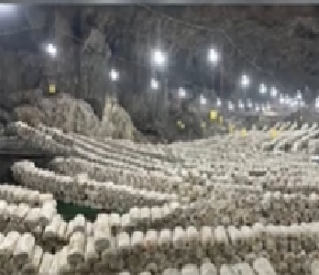 ​洞中种植！贵州瓮安这个食用菌基地不一般