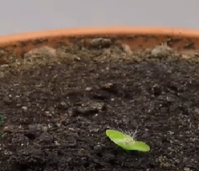 火龙果从种子开始要种多久才能开花结果