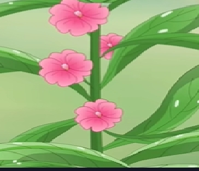 凤仙花种子的独特传播方式