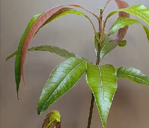 芒果从种子开始种，要多久才能开花结果？