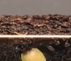 橘子种子发芽的全过程