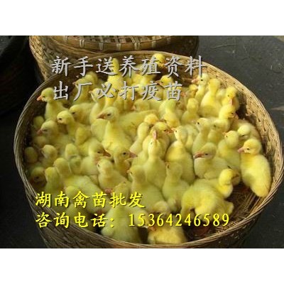 土鸭苗 蛋鸭苗 蛋鸭公苗 金定鸭苗 江南蛋鸭苗