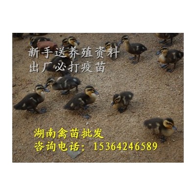 土鸭苗 蛋鸭苗 蛋鸭公苗 金定鸭苗 江南蛋鸭苗图2