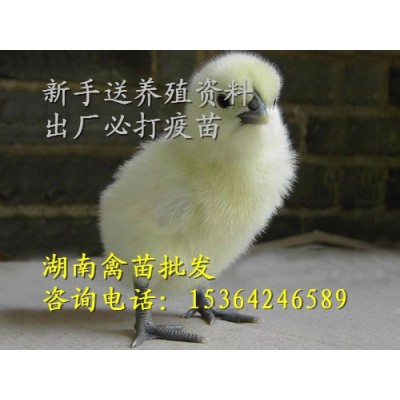 白凤乌鸡苗 竹丝鸡苗（混苗）图2