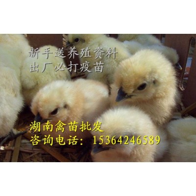 白凤乌鸡苗 竹丝鸡苗（混苗）图3