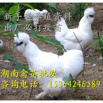 白凤乌鸡苗 竹丝鸡苗（混苗）