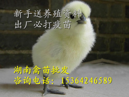 白凤乌鸡苗