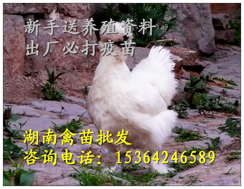 白凤乌鸡2