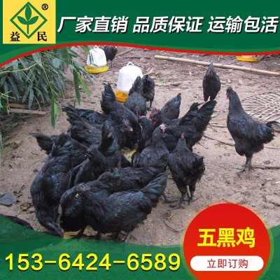 厂家销售 绿壳蛋鸡苗 五黑鸡苗 黑乌绿壳蛋鸡苗 运输包活图3
