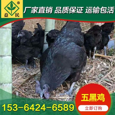厂家销售 绿壳蛋鸡苗 五黑鸡苗 黑乌绿壳蛋鸡苗 运输包活