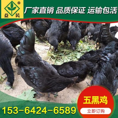 厂家销售 绿壳蛋鸡苗 五黑鸡苗 黑乌绿壳蛋鸡苗 运输包活图2