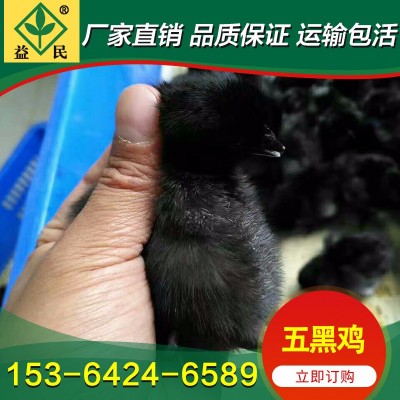 厂家销售 绿壳蛋鸡苗 五黑鸡苗 黑乌绿壳蛋鸡苗 运输包活图4
