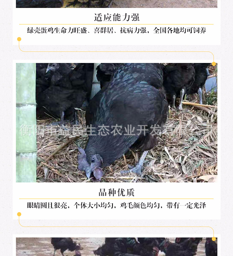 五黑一绿_05.jpg