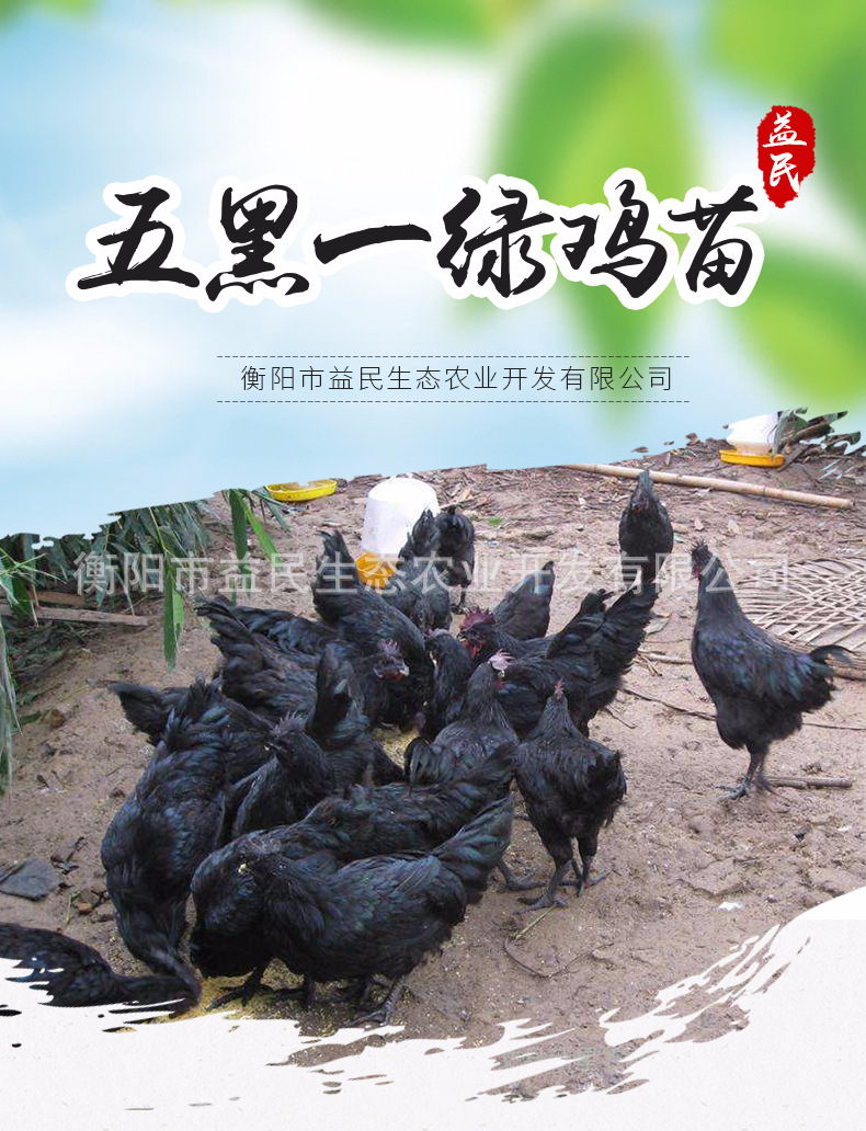 五黑一绿_01.jpg
