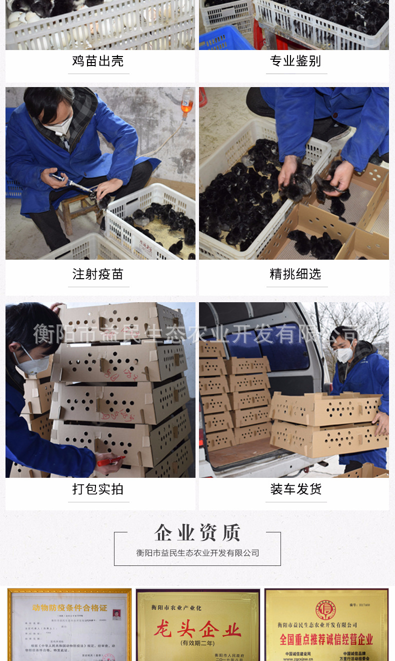 五黑一绿_09.jpg