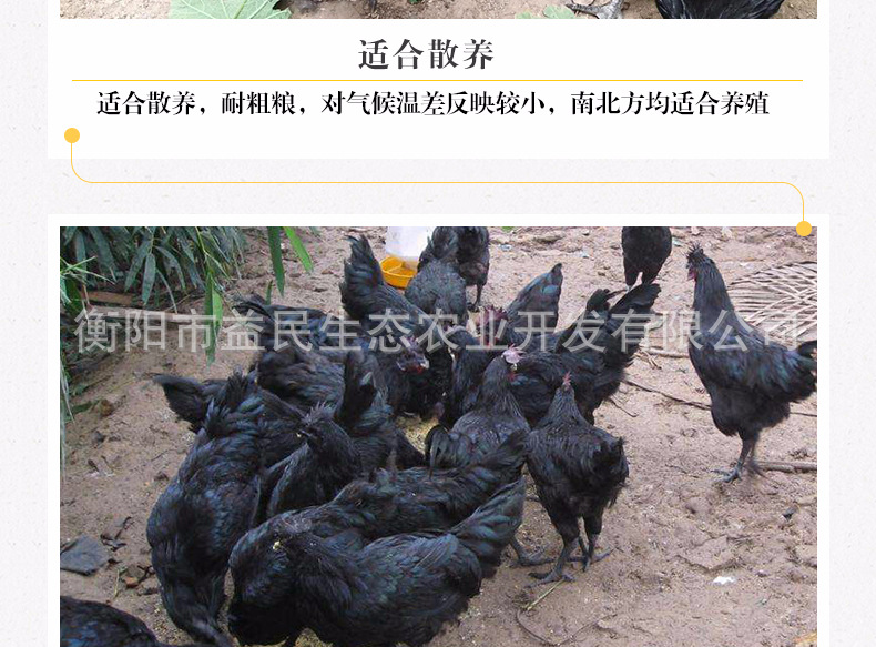 五黑一绿_04.jpg