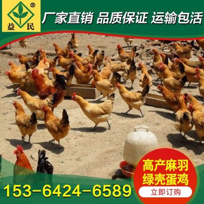 厂家销售 苏禽土鸡苗 麻羽绿壳鸡苗 绿壳蛋鸡苗 运输包活包打疫苗