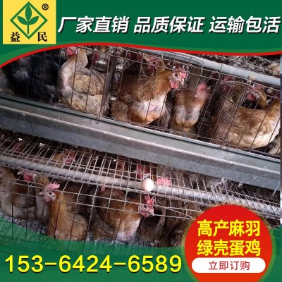 厂家销售 苏禽土鸡苗 麻羽绿壳鸡苗 绿壳蛋鸡苗 运输包活包打疫苗图3