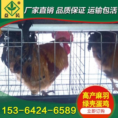 厂家销售 苏禽土鸡苗 麻羽绿壳鸡苗 绿壳蛋鸡苗 运输包活包打疫苗图2