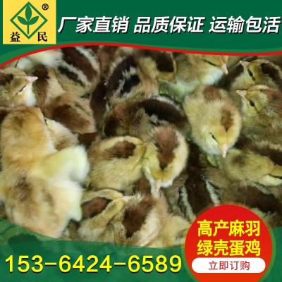 厂家销售 苏禽土鸡苗 麻羽绿壳鸡苗 绿壳蛋鸡苗 运输包活包打疫苗图5