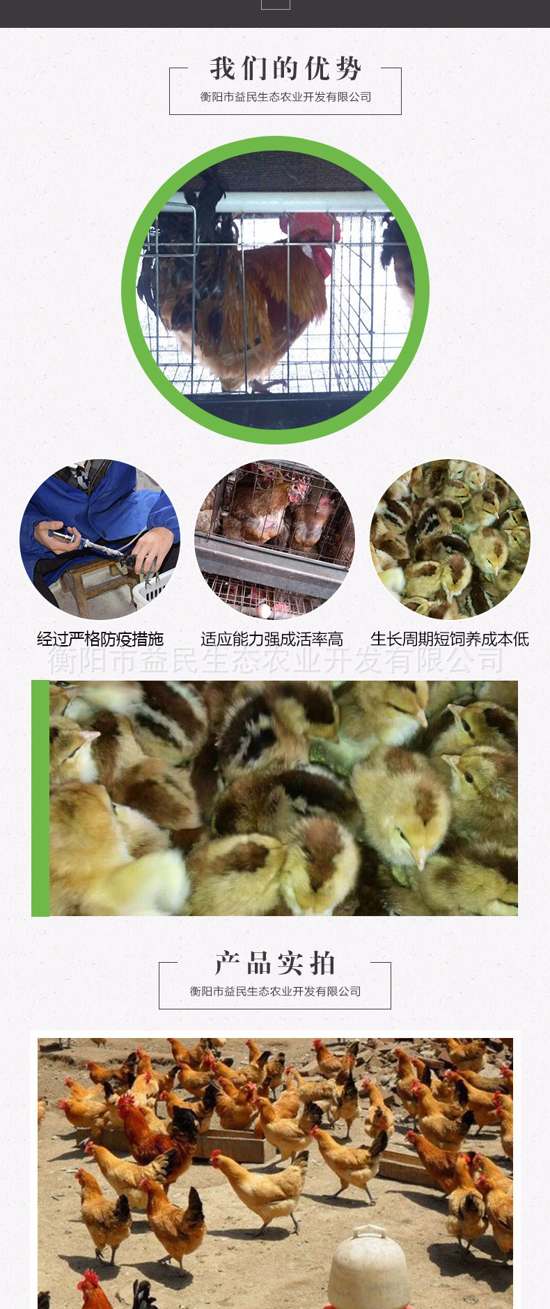 高产麻羽绿壳蛋鸡苗_03.jpg