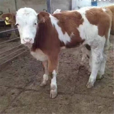 贵州附近哪里有卖西门塔尔牛 遵义小牛犊多少钱一头 肉牛养殖场图2