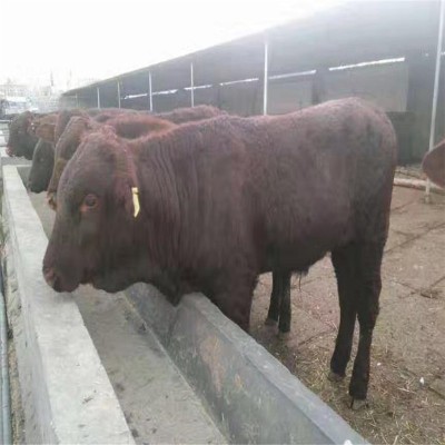 贵州附近哪里有卖西门塔尔牛 遵义小牛犊多少钱一头 肉牛养殖场图5