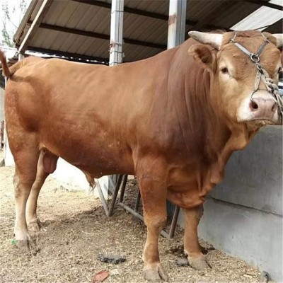 贵州附近哪里有卖西门塔尔牛 遵义小牛犊多少钱一头 肉牛养殖场图4