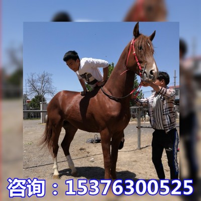 河南周口温血马多少钱一匹 温顺老实乘骑马价格 婚庆马图4