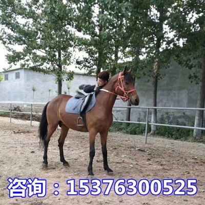 河南周口温血马多少钱一匹 温顺老实乘骑马价格 婚庆马图2