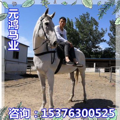 河南周口温血马多少钱一匹 温顺老实乘骑马价格 婚庆马图3