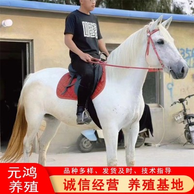 宠物活幼体马出售 北京马术俱乐部出售阿拉伯马价格 婚庆旅游照相图2