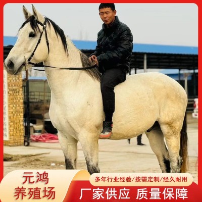 宠物活幼体马出售 北京马术俱乐部出售阿拉伯马价格 婚庆旅游照相