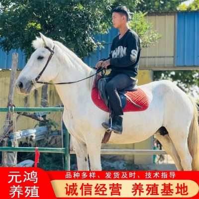 宠物活幼体马出售 北京马术俱乐部出售阿拉伯马价格 婚庆旅游照相图4