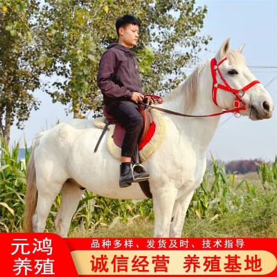 宠物活幼体马出售 北京马术俱乐部出售阿拉伯马价格 婚庆旅游照相图3
