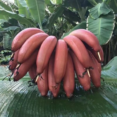 福建红美人香蕉现摘红皮香蕉新鲜热带水果香甜软糯整箱批发代发图2