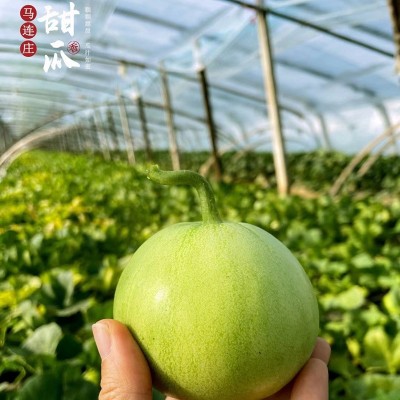山东马连庄头茬甜瓜新鲜应季水果整箱包邮山东蜜宝瓜现摘小脆香瓜图1