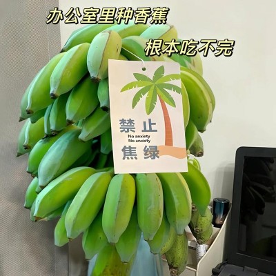 【禁止蕉绿】快乐水培蕉带杆蕉新鲜水果软糯整把小香蕉办公室香蕉图1