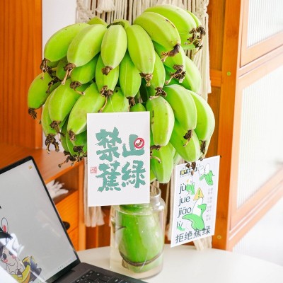 【禁止蕉绿】快乐水培蕉带杆蕉新鲜水果软糯整把小香蕉办公室香蕉图3