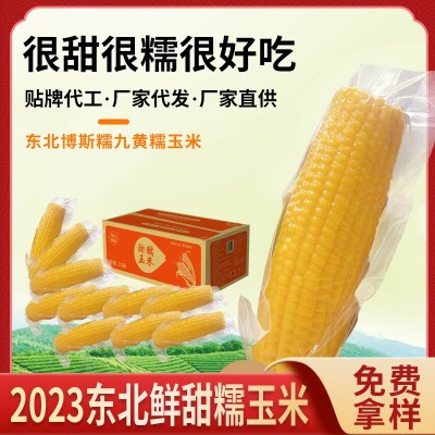 东北新鲜甜糯玉米黄糯玉米糯9苞米现摘黏玉米真空10棒/箱 批发定制