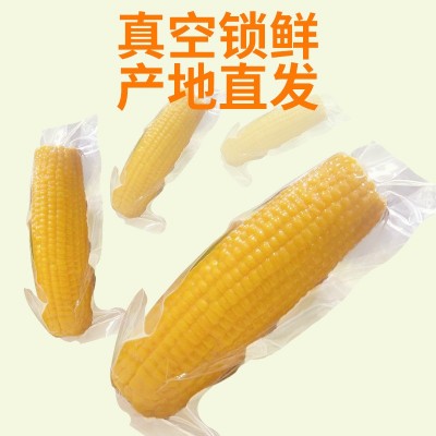 东北新鲜甜糯玉米黄糯玉米糯9苞米现摘黏玉米真空10棒/箱 批发定制图2