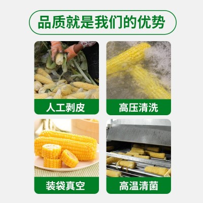 东北新鲜甜糯玉米黄糯玉米糯9苞米现摘黏玉米真空10棒/箱 批发定制图3