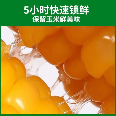 东北新鲜甜糯玉米黄糯玉米糯9苞米现摘黏玉米真空10棒/箱 批发定制图4