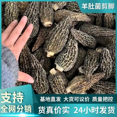 云南基地厂家批发散装羊肚菌剪脚干货食用菌农产品煲汤鲜羊肚菌