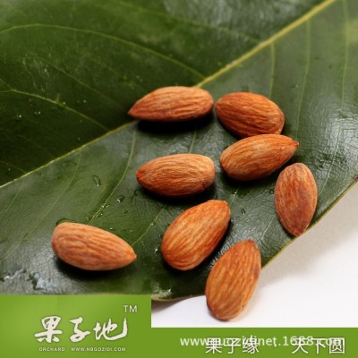 熟扁桃仁巴旦木仁原味中颗粒大杏仁散装批发每日坚果牛扎糖雪花酥图2