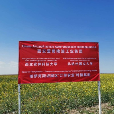 爱菊醇香菜籽油5L 陕西食用油批发 哈萨克斯坦进口原料 压榨二级图3
